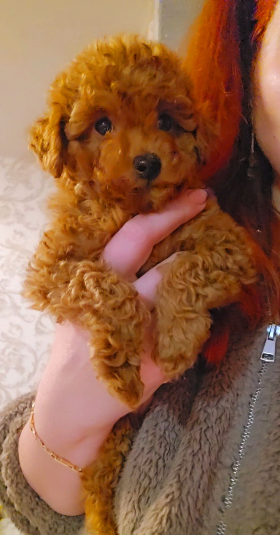 Мальтипу мини