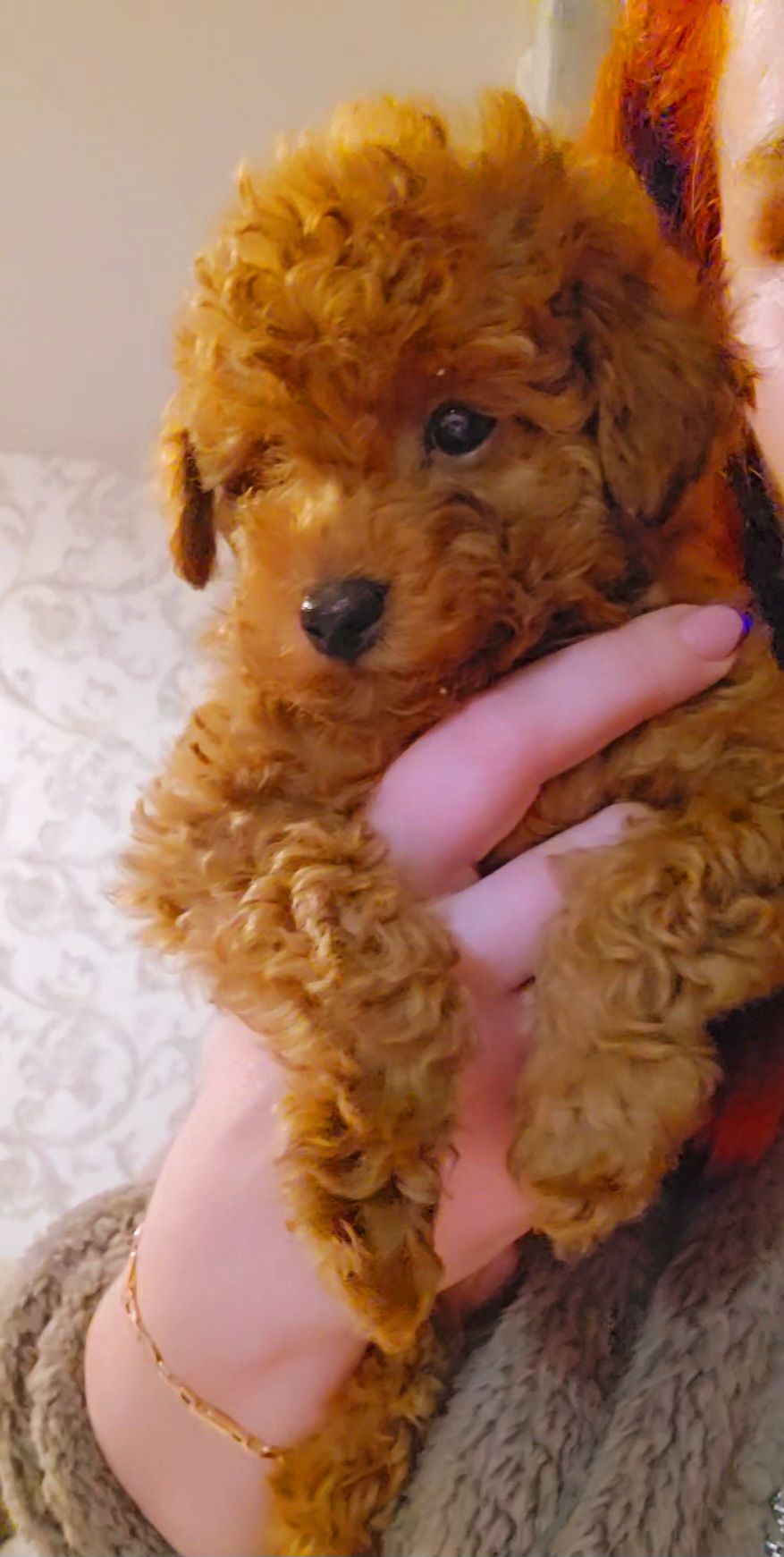 Мальтипу мини