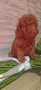 Щенки мальтипу