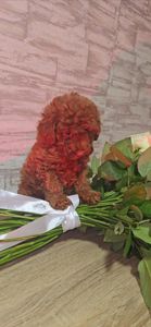 Щенки мальтипу