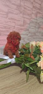 Щенки мальтипу