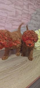 Щенки мальтипу