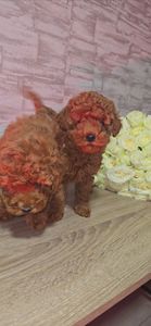 Щенки мальтипу