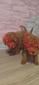 Щенки мальтипу