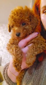 Мальтипу мини