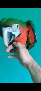 Попугай Ара птенец