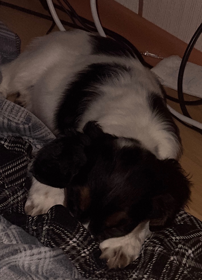 Спаніель цуценя, продам не дорого Київ