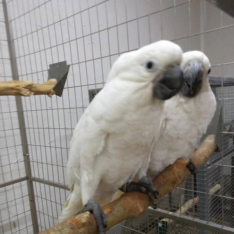 продається екзотичний какаду пташенята. Всі документи