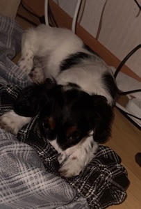 Спаніель цуценя, продам не дорого Київ