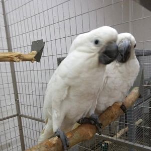 продається екзотичний какаду пташенята. Всі документи