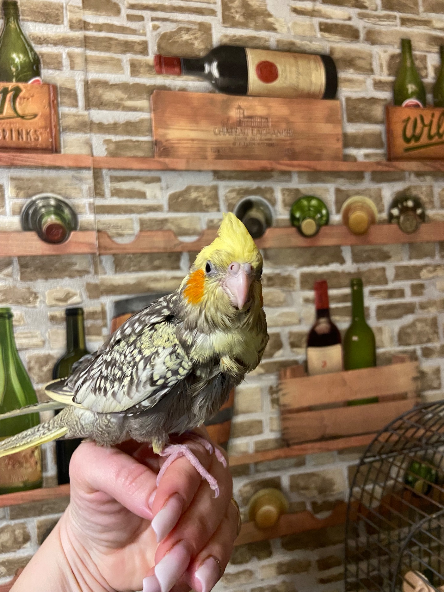 Корелла ручная выкормыш