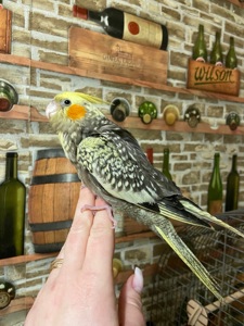 Корелла ручная выкормыш