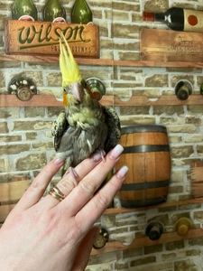 Корелла ручная выкормыш