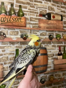 Корелла ручная выкормыш