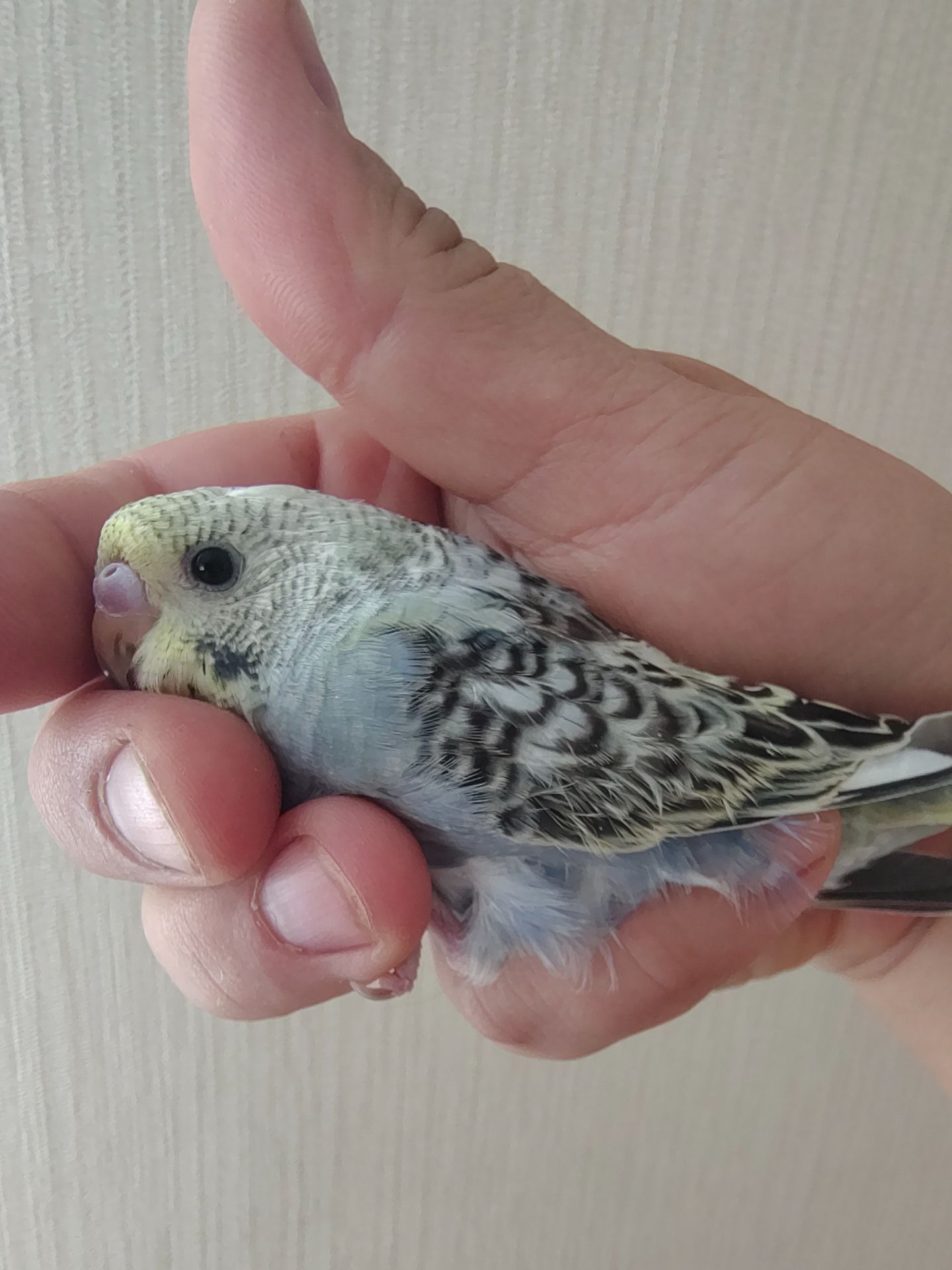 Хвилясті папуги