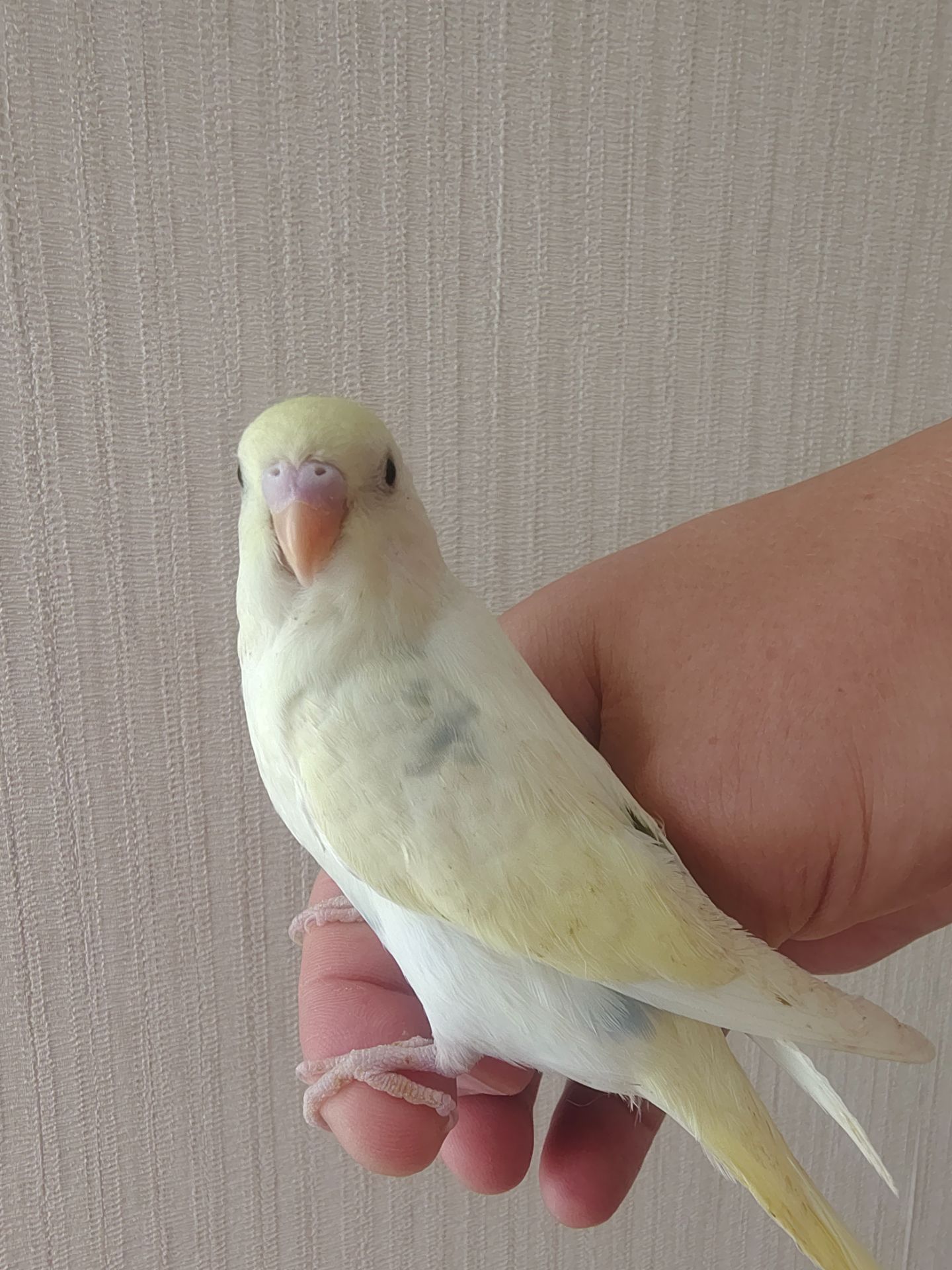 Хвилясті папуги