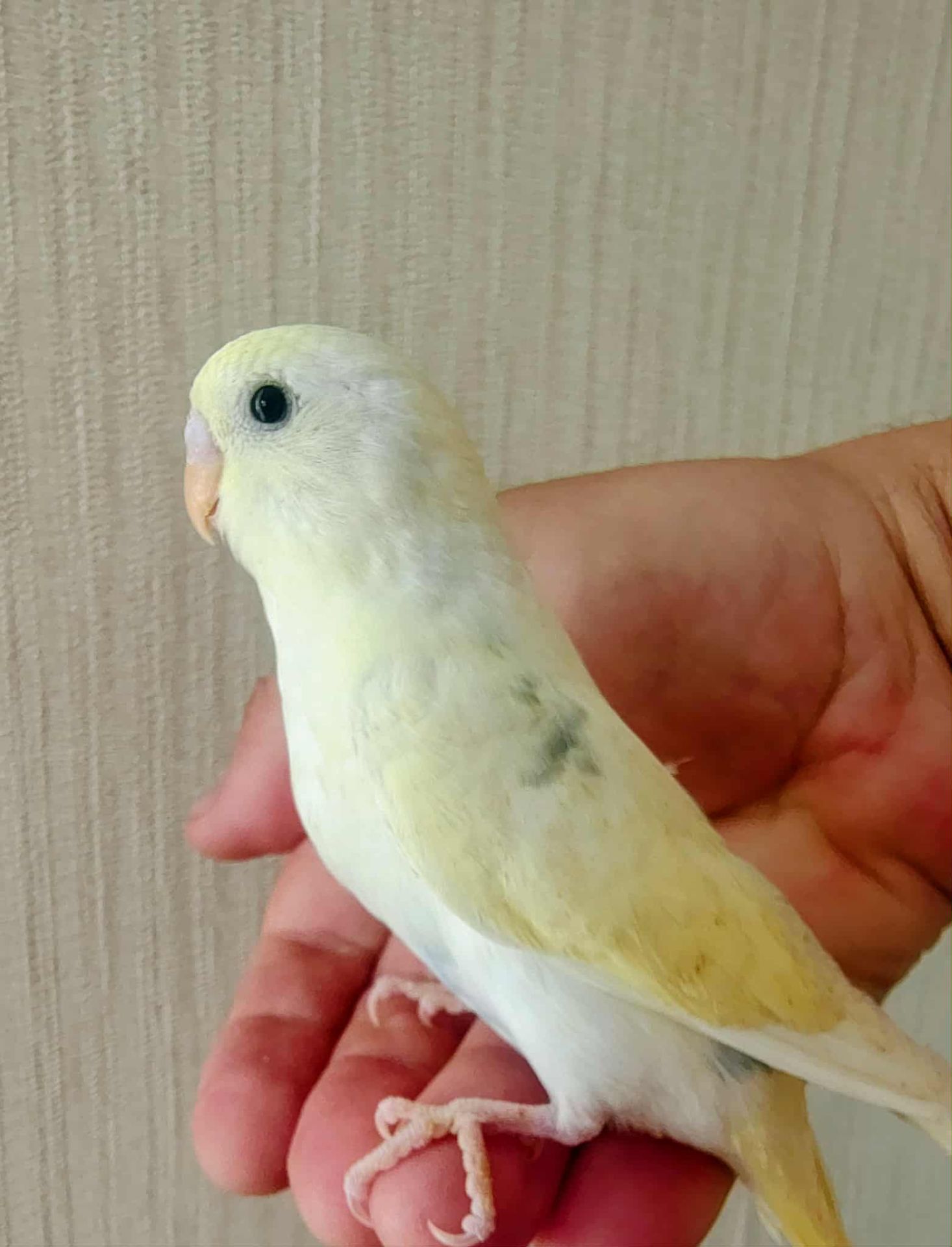 Хвилясті папуги