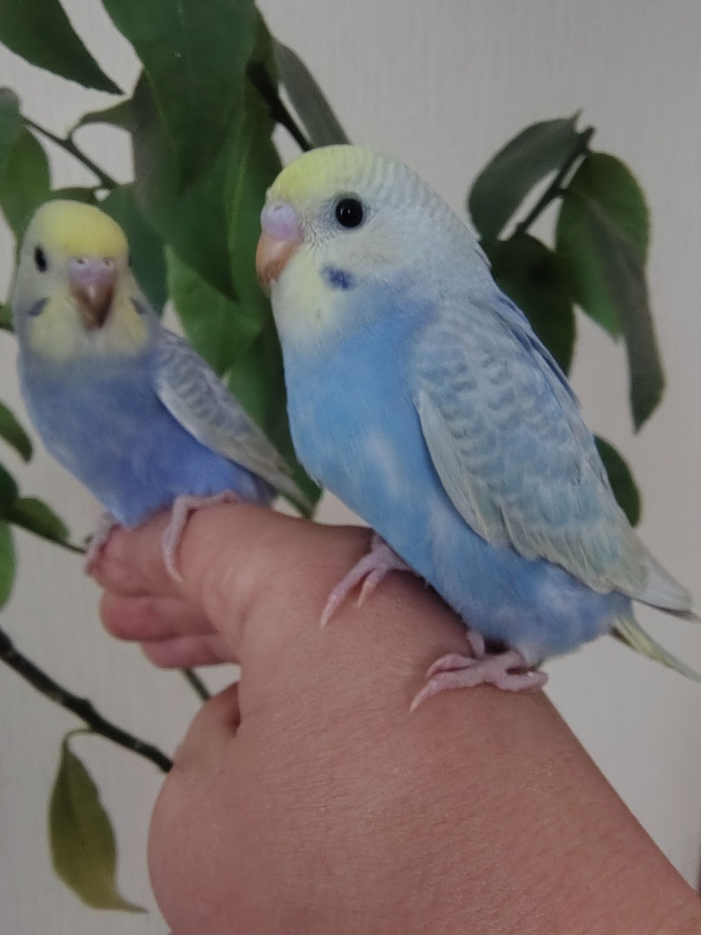 Хвилясті папуги