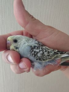 Хвилясті папуги