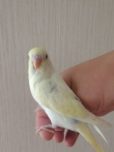 Хвилясті папуги