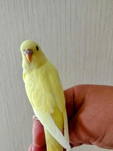 Хвилясті папуги