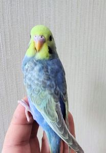 Хвилясті папуги