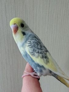 Хвилясті папуги