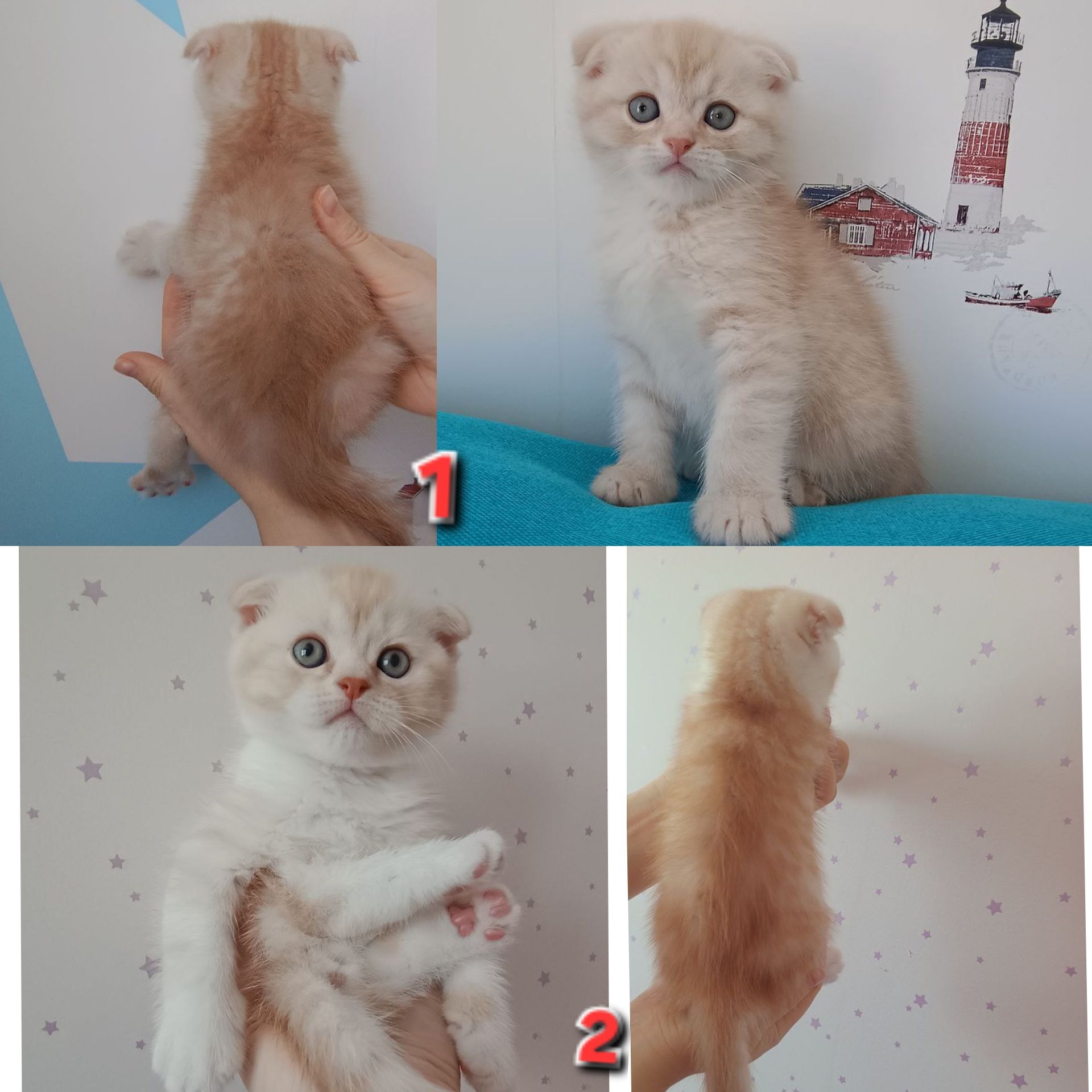 Знижка. До дня закоханих. Шотландський висловухий, прямовухий