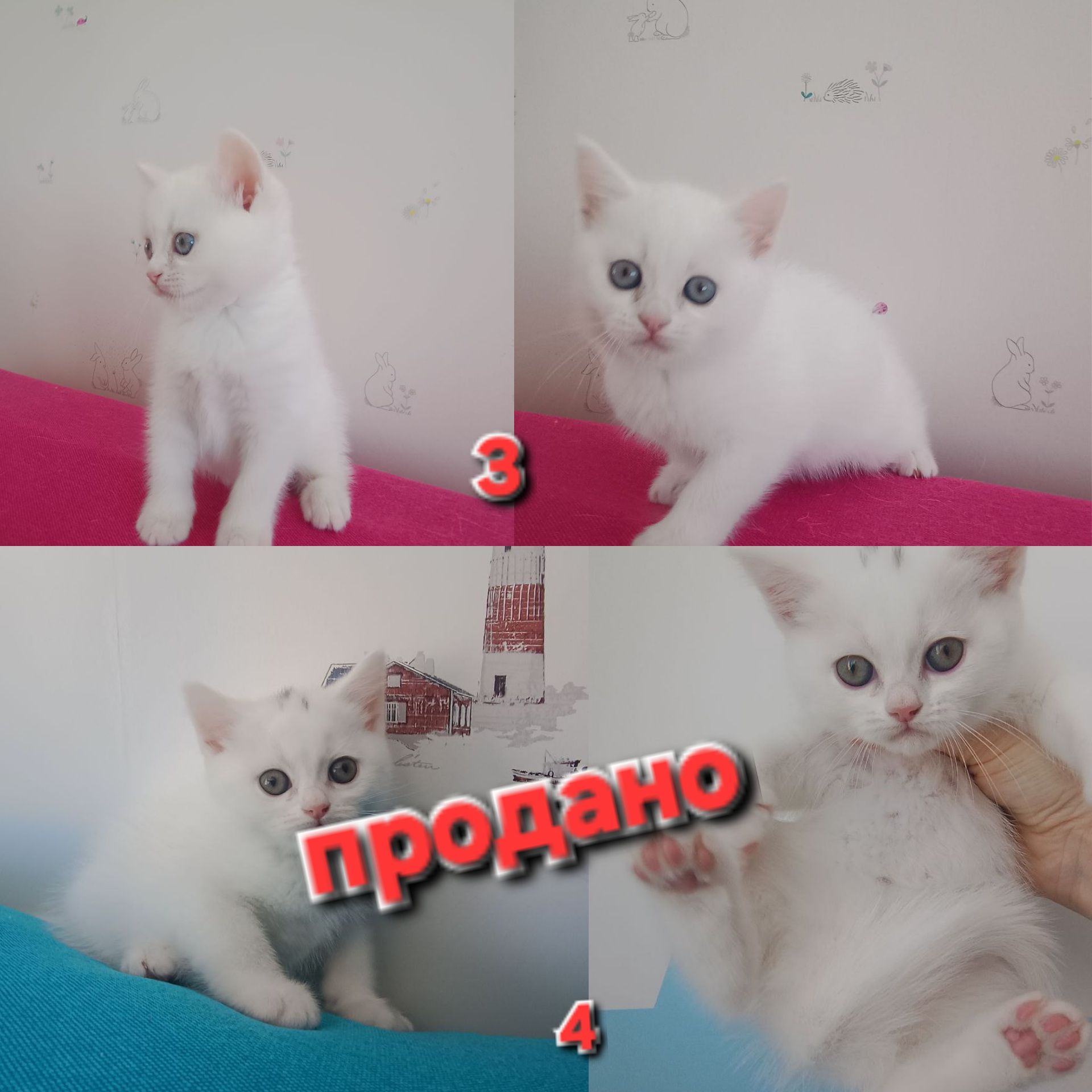 Знижка. До дня закоханих. Шотландський висловухий, прямовухий