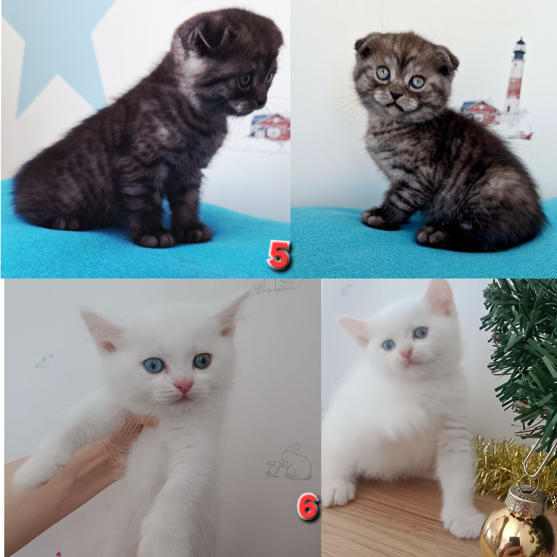 Знижка. До дня закоханих. Шотландський висловухий, прямовухий