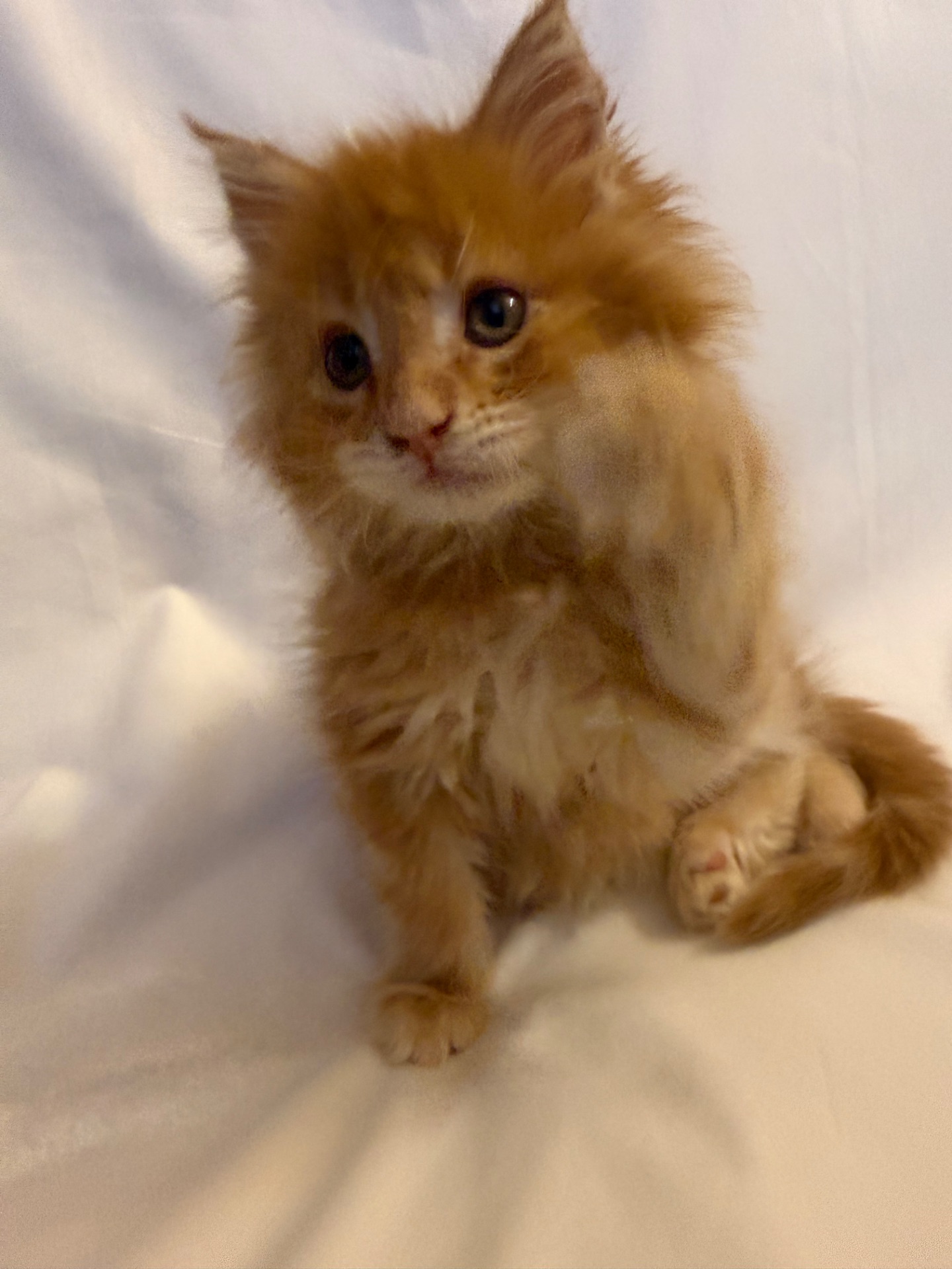 Кошеня Мей-Кун на продаж