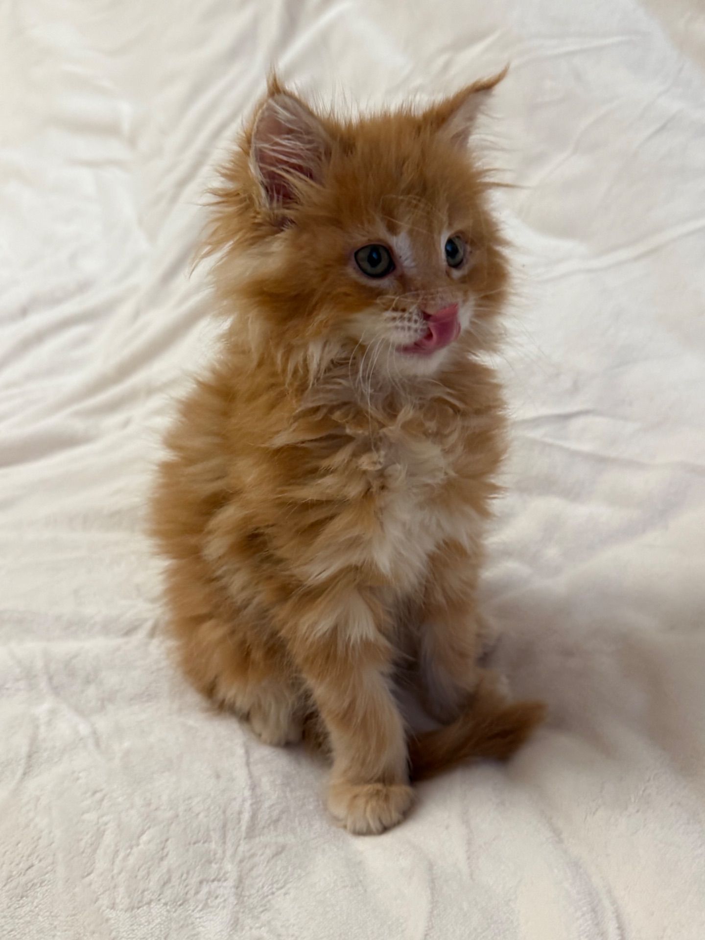 Кошеня Мей-Кун на продаж