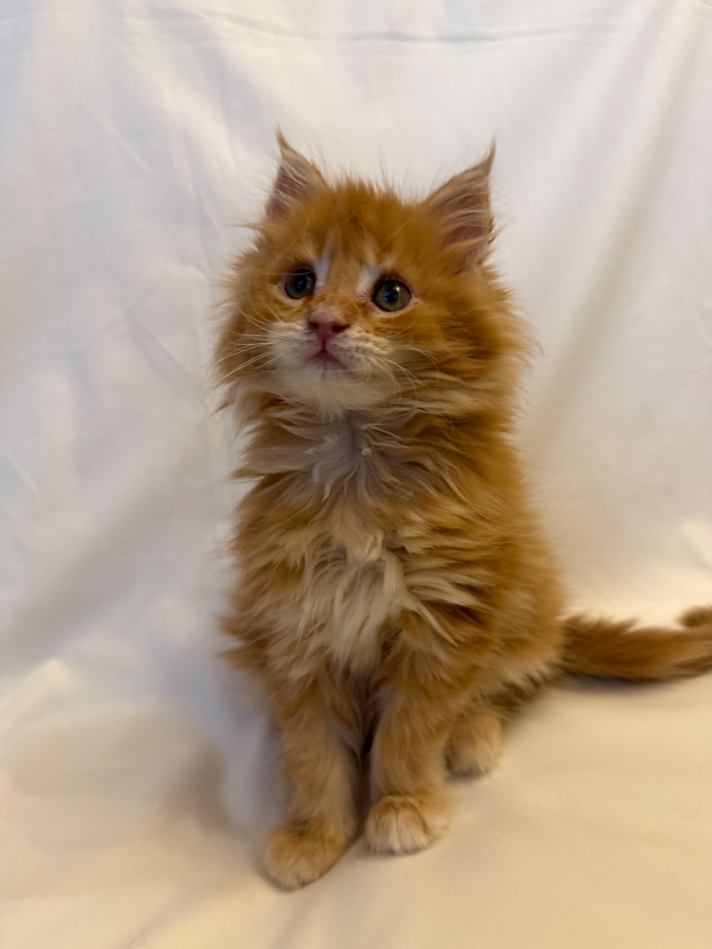 Кошеня Мей-Кун на продаж