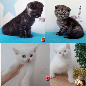 Знижка. До дня закоханих. Шотландський висловухий, прямовухий