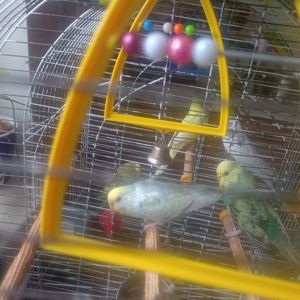 Продам самку хвилястого папуги