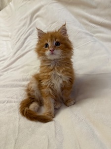 Кошеня Мей-Кун на продаж