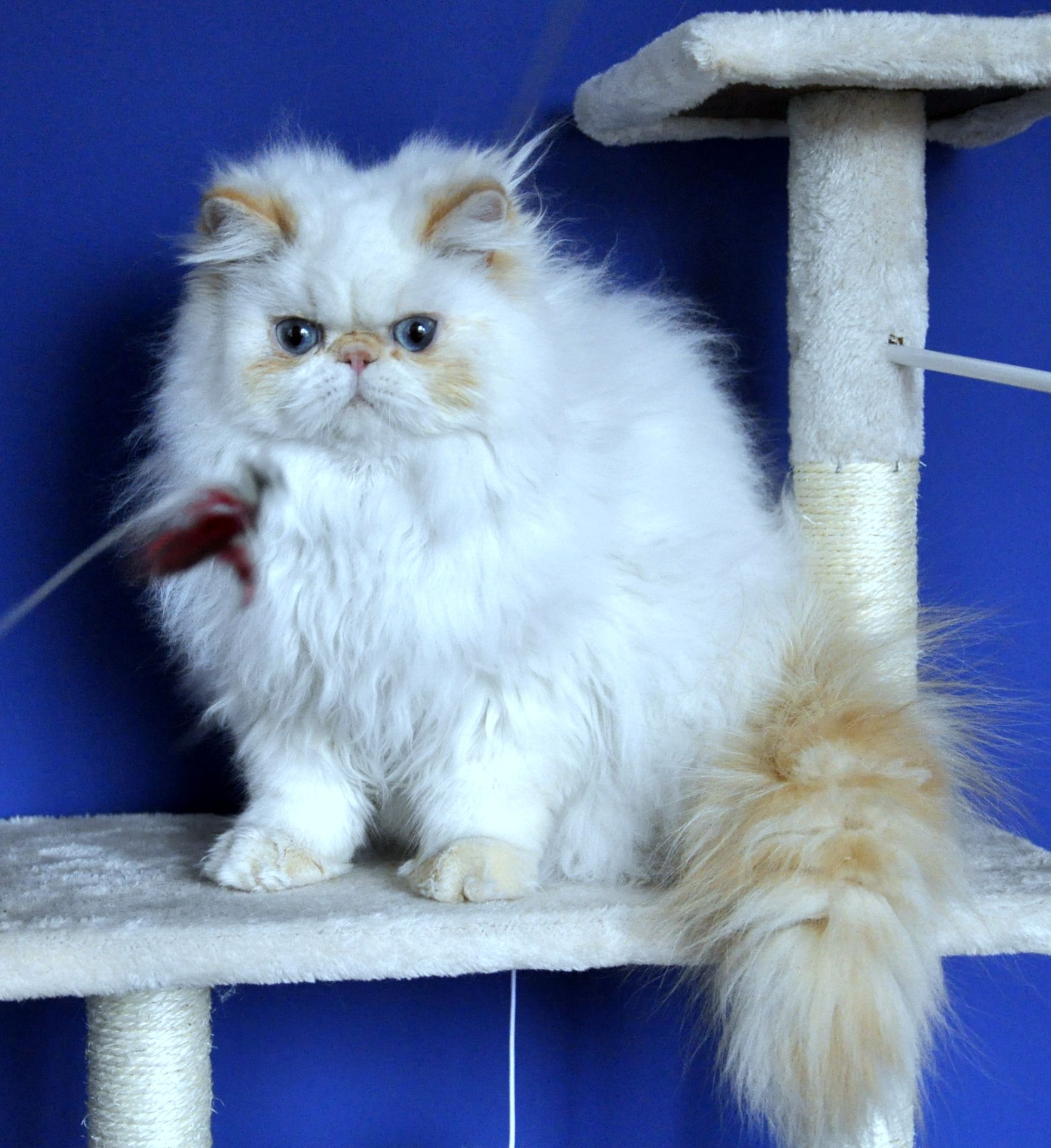 Персидские котята