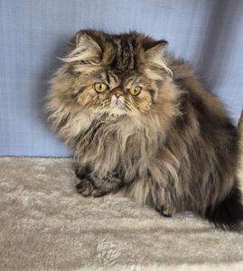 Персидские котята