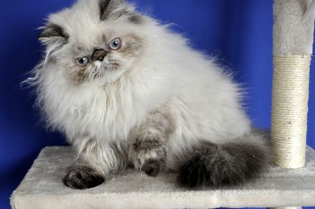 Персидские котята