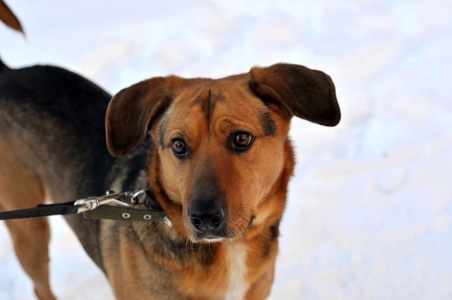 Льоша з Мирнограду