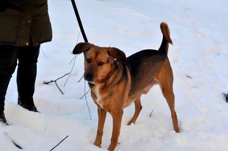 Льоша з Мирнограду