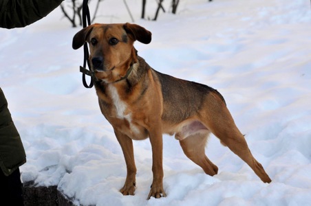 Льоша з Мирнограду