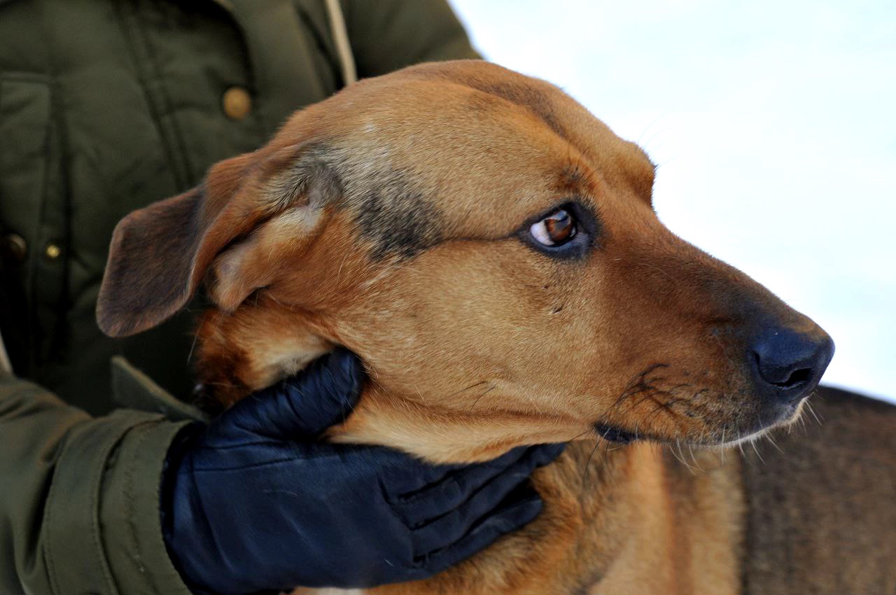 Льоша з Мирнограду