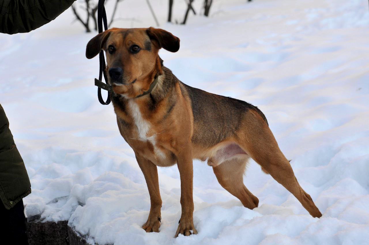 Льоша з Мирнограду