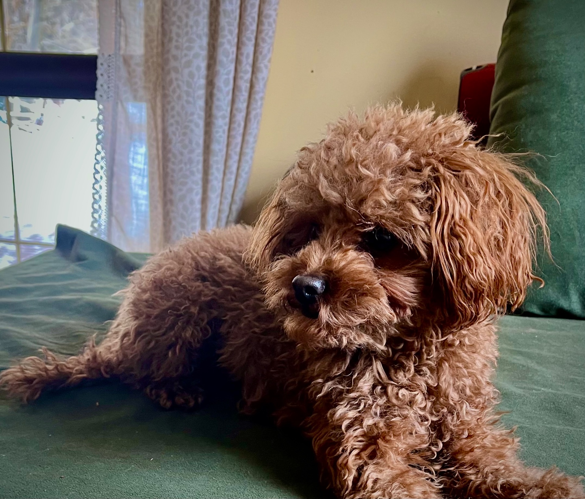 Вʼязка той пудель