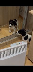 Спаніель цуценя, продам не дорого Київ