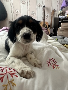 Спаніель цуценя, продам не дорого Київ