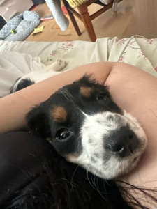 Спаніель цуценя, продам не дорого Київ