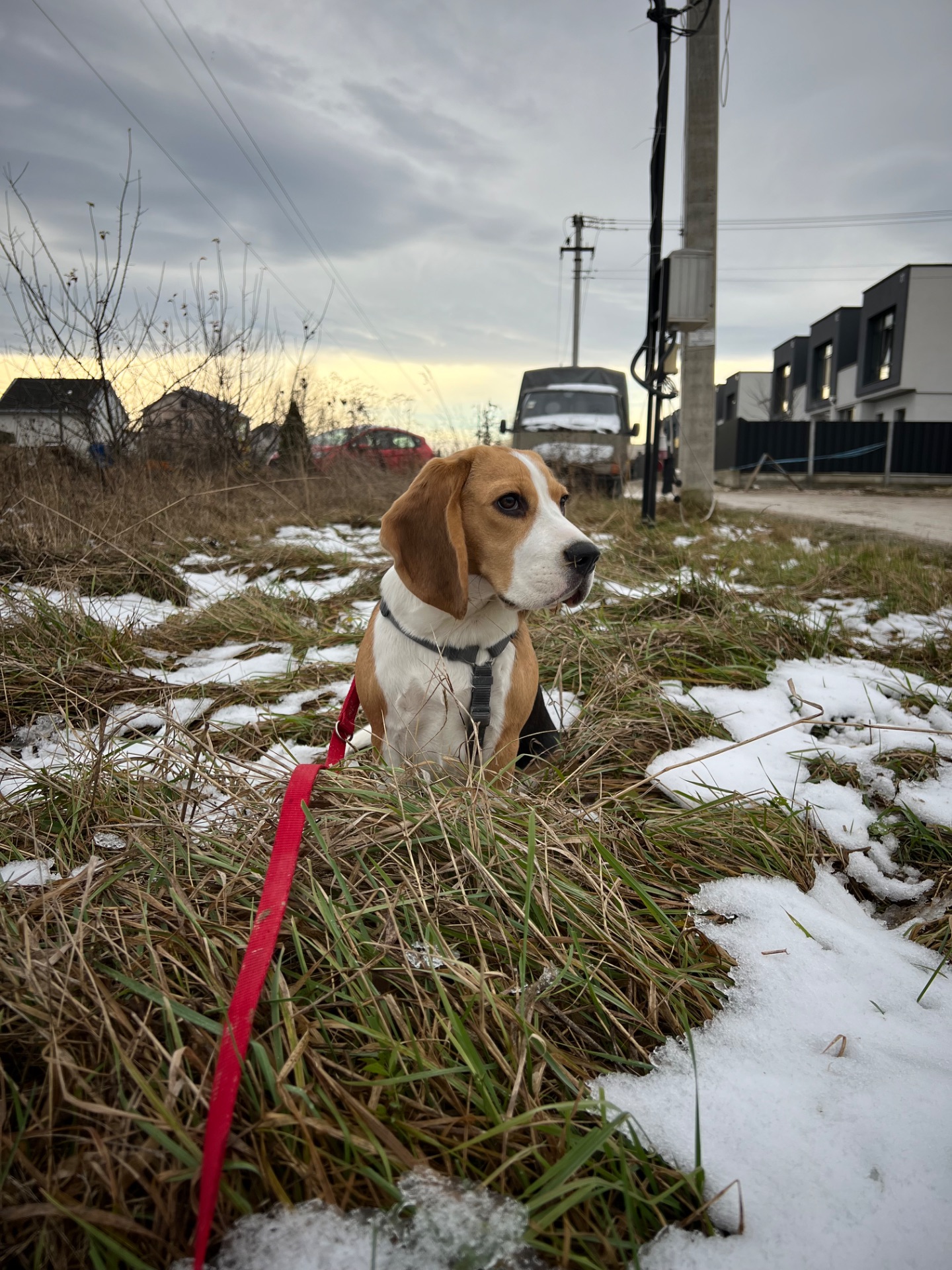 Щеня бігля (9 міс) шукає нових батьків