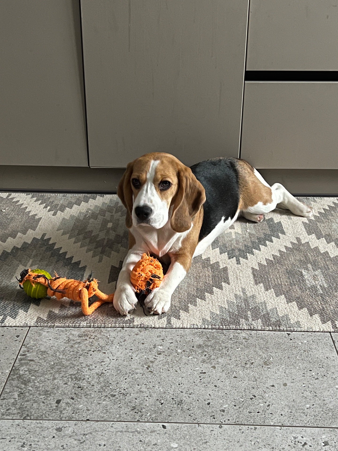 Щеня бігля (9 міс) шукає нових батьків